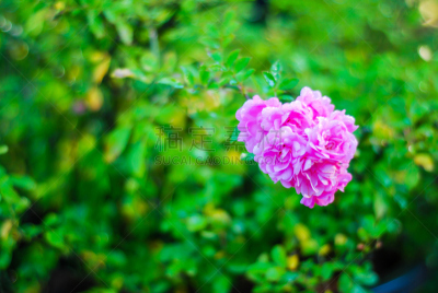 玫瑰,仅一朵花,背景,运动模糊,粉色,背景虚化,绿色,菜园,浪漫,环境保护