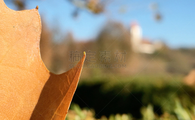 秋天,活力,博客,杂色的,枝繁叶茂,色彩鲜艳,市场营销,植物,枫树