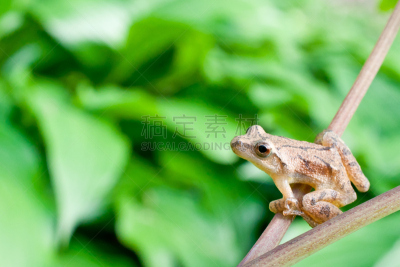 spring peeper frog,爬虫学,自然,宁静,野生动物,水平画幅,可爱的,无人,青蛙,动物学