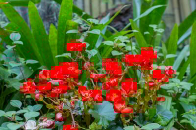 园林,自然,黄色,兰花,粉色,圆锥花序植物,图像,花粉,郁金香,菊花