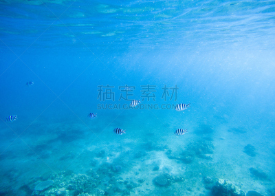 水下,海滩,蓝色,鸡尾酒,水,硬珊瑚,珊瑚岛,珊瑚,水生动植物,在底端