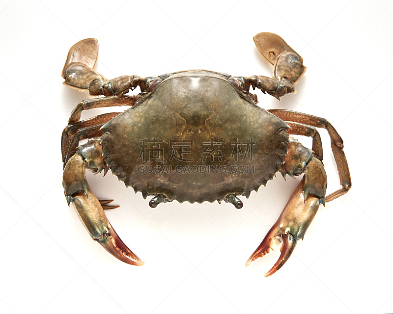 螃蟹,白色背景,分离着色,褐色,煮食,水平画幅,无人,膳食,海产,特写
