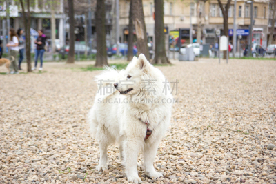 萨摩耶犬,公园,因纽特人,可爱的,纯种犬,西伯利亚,狗,草,动物,犬科的
