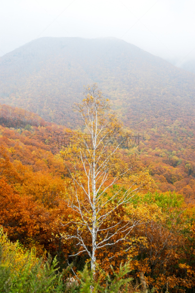 带广,叶子,秋天,日本,北海道,黑云杉,北,十圣县,垂直画幅,无人