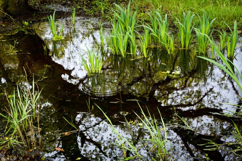 水,天空,泥土,在之间,自然,水平画幅,地形,无人,草,大西洋岸卢瓦尔省