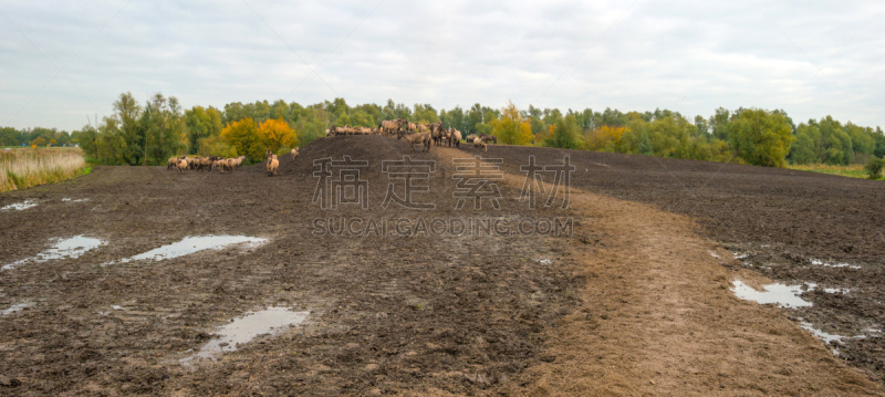 科尼卡野马,山,马,泥,秋天,兽群,东法尔德斯普拉森,福力沃兰,天空,水平画幅