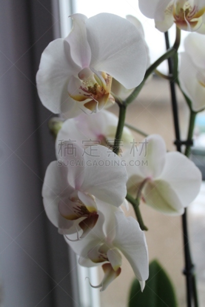 兰花,草,色彩鲜艳,园林,植物,户外,园艺,生日,白色,自然