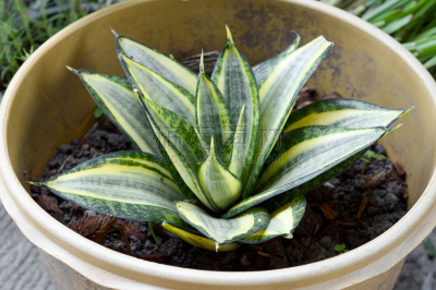 植物,自然,水平画幅,绿色,无人,泥土,户外,多年生植物,园林,龙血树科