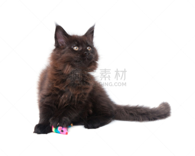 猫,小猫,玩具,进行中,褐色,水平画幅,无人,白色,看,彩色图片