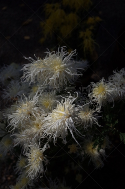 白色,菊花,江户时代,传统,清新,仅一朵花,枝繁叶茂,自然美,植物,户外