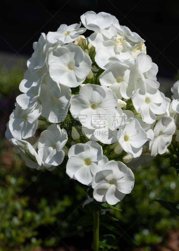 天蓝绣球,清新,草夹竹桃属,植物,夏天,户外,园艺,花坛,自然,季节