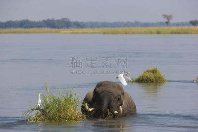 非洲象,公牛,共栖,牛白鹭,赞比西河,动物躯干,长牙,津巴布韦,中午,水