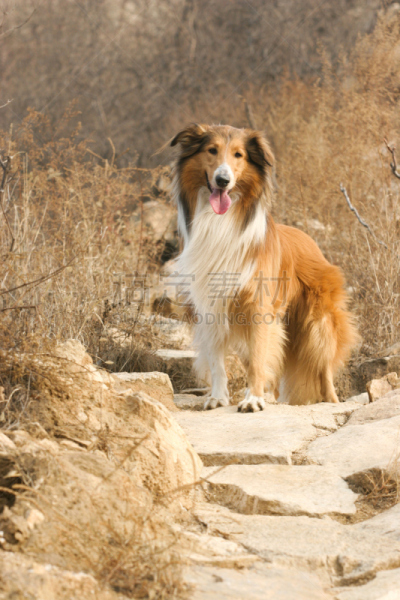 苏格兰,牧羊犬,垂直画幅,美,粗毛柯利狗,幸福,纯种犬,小的,可爱的,快乐