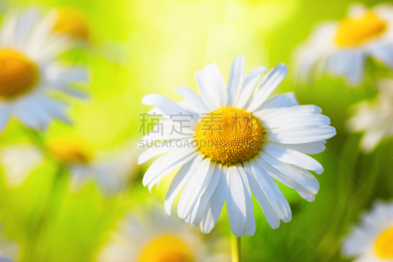 甘菊,美,水平画幅,无人,草坪,夏天,户外,草,特写