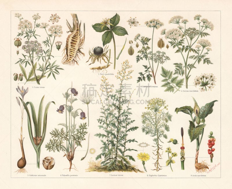 Poisonous plants, lithograph, published in 1897