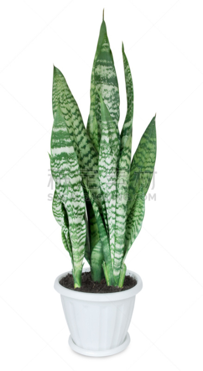 室内植物,虎尾兰,垂直画幅,枝繁叶茂,无人,塑胶,白色,植物,植物学,盆栽植物