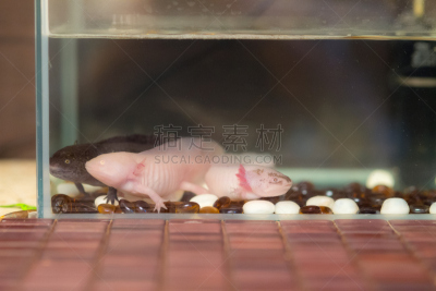 家畜,水族馆,三只动物,自然,水,褐色,水平画幅,动物身体部位,石材,黑色