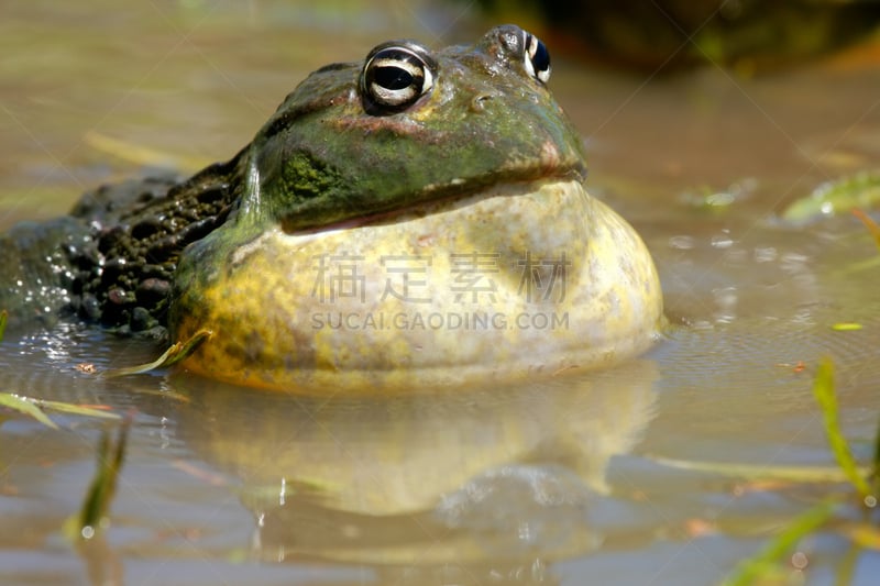 牛蛙,巨大的,非洲,自然,正面视角,水,非洲牛蛙,水平画幅,无人,青蛙