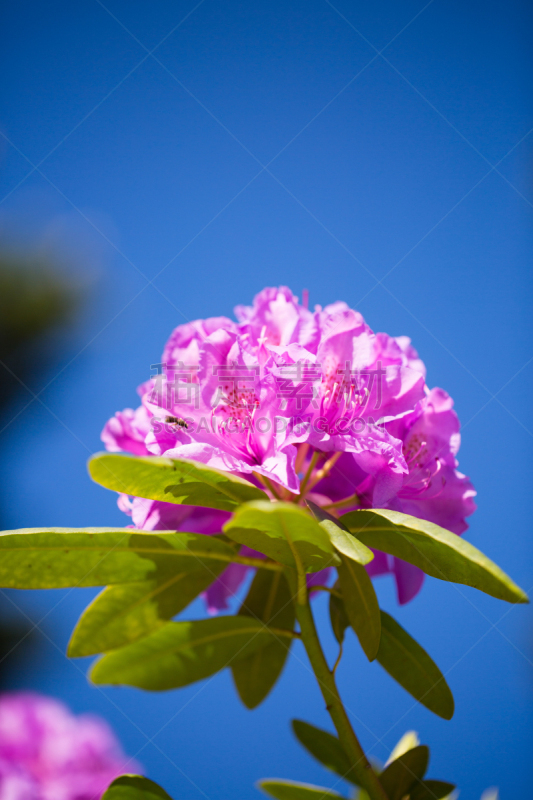 杜鹃花属,天空,蓝色,背景,慕尼黑,植物园,垂直画幅,公园,度假胜地,无人