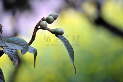 水果,枇杷,水平画幅,无人,维生素,户外,特写,农作物,花蕾,植物