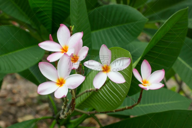 赤素馨花,自然,美,水平画幅,马斯克林群岛,印度洋,旅行者,夏天,岛,海洋