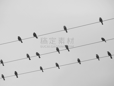 嘲鸫,索维岛,俄勒冈州,电缆,俄勒冈郡,水平画幅,无人,鸟类,电力线,摄影