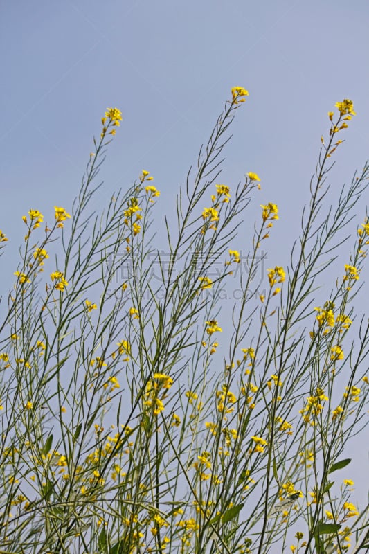 黑芥子,自然,垂直画幅,芥菜,无人,户外,印度,自然界,植物,彩色图片