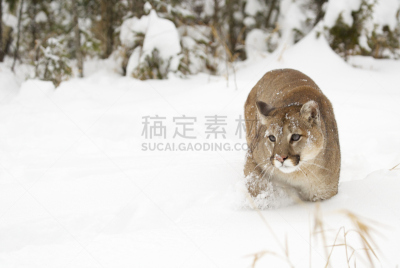 美洲狮,哺乳纲,野生猫科动物,野生动物,美国,水平画幅,无人,动物,猫科动物,动物学