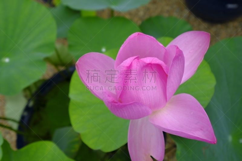 京都府,荷花,日本,京都市,水平画幅,无人,雨季,夏天,粉色,片山