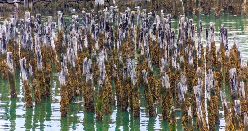 苔藓,波特兰港,木桩,古老的,海港,图像,海洋,海草,缅因州,美国