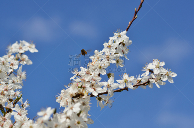 樱花,春天,天空,公园,水平画幅,樱桃,无人,偏远的,特写,花蕾