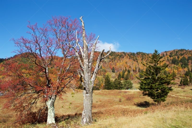 都市风景,秋天,滋贺县,牧场,欧洲赤松,叶子,长野县,色彩鲜艳,草津山,户外活动