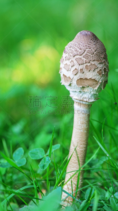 鹅膏菌,自然,黄色,季节,斑点,清新,秋天,垂直画幅,食品,图像
