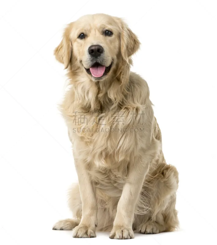 白色背景 金毛寻回犬 垂直画幅 正面视角 动物嘴 注视镜头 无人 哺乳纲 白色 米色图片素材下载 稿定素材 白色背景 金毛寻回犬 垂直画幅 正面视角 动物嘴 注视镜头 无人 哺乳纲 白色 米色图片素材下载 稿定素材