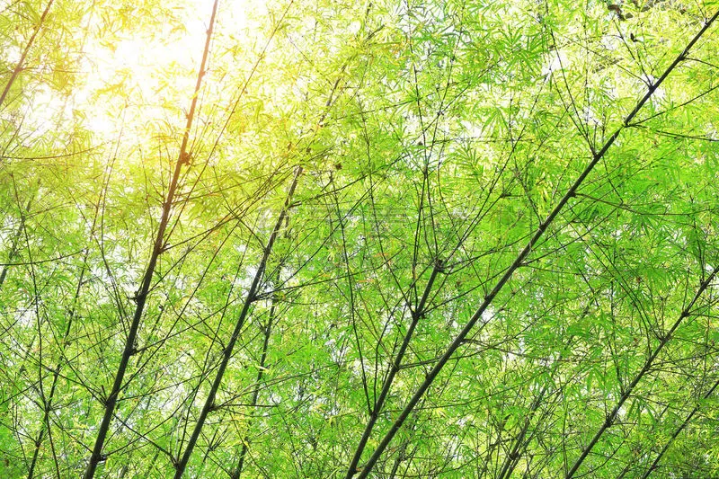 绿色 背景 自然 自然美 气候 座位 早晨 光 明亮 棍图片素材下载 稿定素材 绿色 背景 自然 自然美 气候 座位 早晨 光 明亮 棍图片素材下载 稿定素材