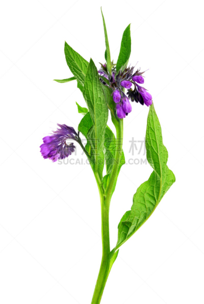 紫草科植物,自然,垂直画幅,无人,背景分离,草药,草本,顺势医学,植物,紫色