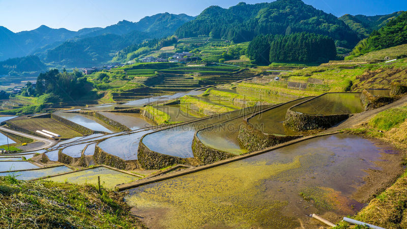 稻田,米,日本,长崎市,长崎,种植园,水稻梯田,梯田,水,天空