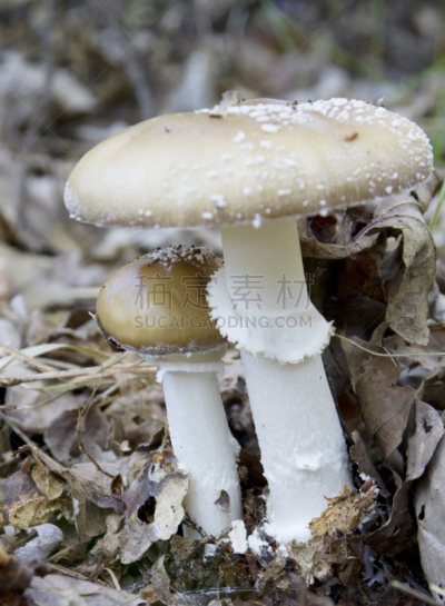 瓢蕈,蘑菇,鸭舌帽,美洲豹,泰尔斯海灵岛,弗里斯兰省,毒蘑菇,橡树林地,垂直画幅,选择对焦