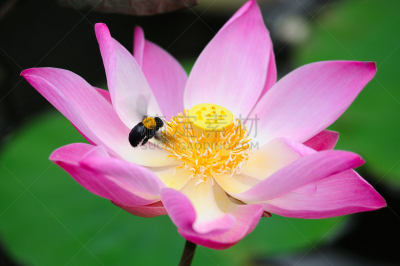 荷花,蜜蜂,在上面,水,美,水平画幅,巴厘岛,夏天,特写,百合花