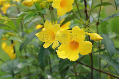 园林,美,水平画幅,夏天,毛莨科,软枝黄蝉,光,特写,泰国,明亮