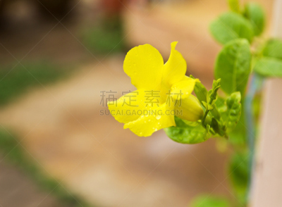 仅一朵花,金色,小号,自然,芳香的,水平画幅,无人,毛莨科,软枝黄蝉,特写