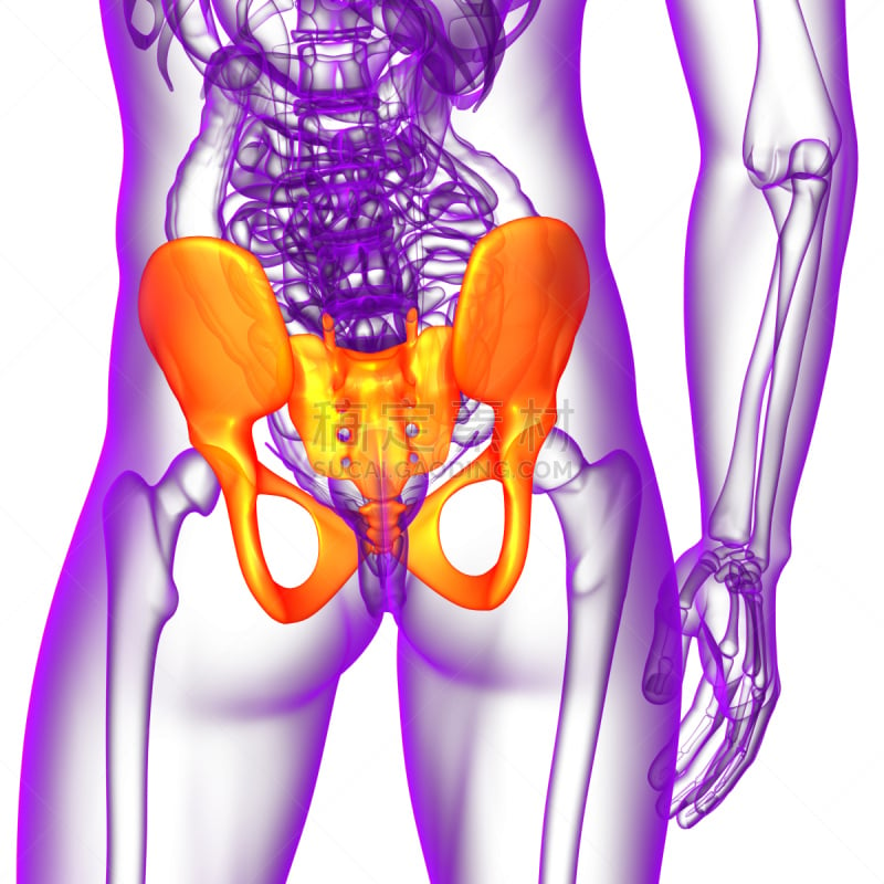 骨盆,健康保健,骨骼,三维图形,插画,股骨,人体子宫,软骨,人类骨架,四肢