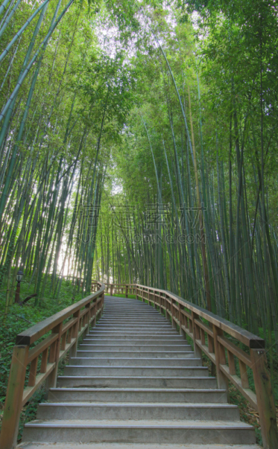 拥挤的,竹林,垂直画幅,美,公园,无人,夏天,户外,树林,植物