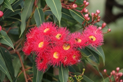 桉树,红色,澳大利亚,悉尼,花朵,公园,水平画幅,蜜蜂,无人,mindanao gum tree