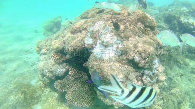 鹦嘴鱼,水下,埃及,礁石,色彩鲜艳,太阳,鲈鱼,波浪,红海,游泳