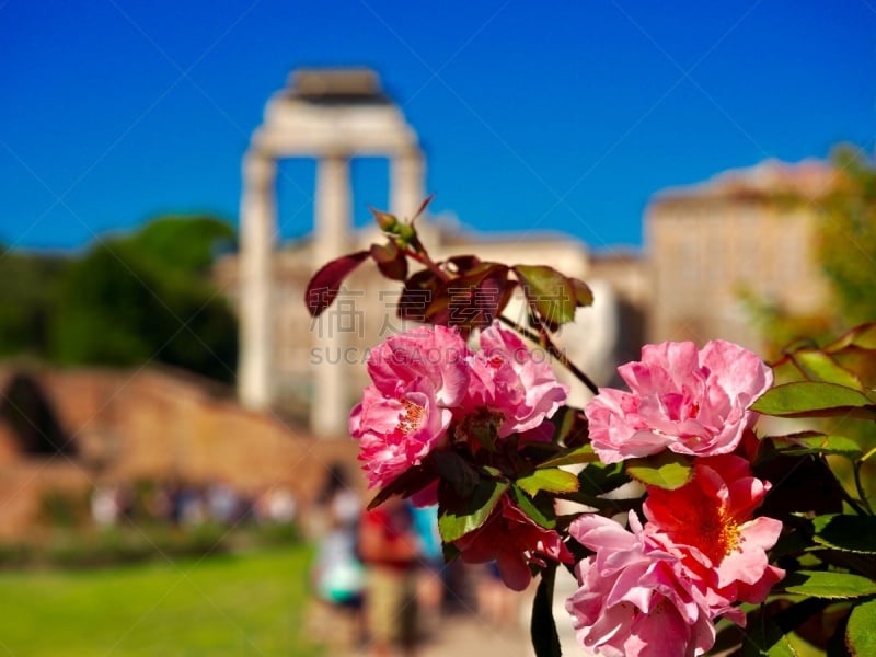 玫瑰,寺庙,国际著名景点,罗马,古罗马广场,古董,著名景点,石头,夏天,天空