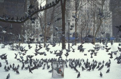 纽约州,鸽子,麦迪逊广场,垃圾,公园,水平画幅,雪,无人,鸟类,时间