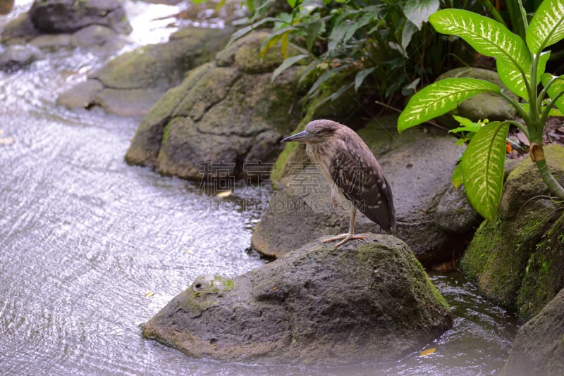 绿蓑鹭,水,褐色,水平画幅,鸟类,动物身体部位,野外动物,户外,喙,四肢