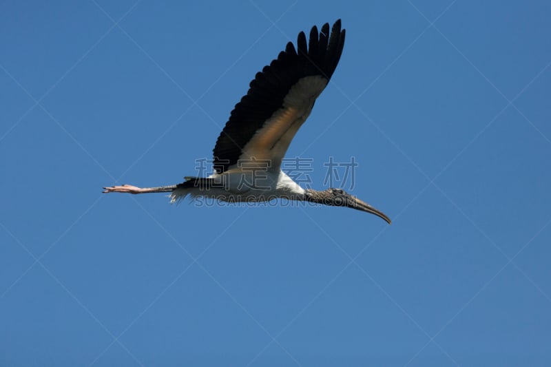 林鹳,佛罗里达,蓝色,天空,透明,其士美,张开翅膀,淡水,野生动物,环境保护