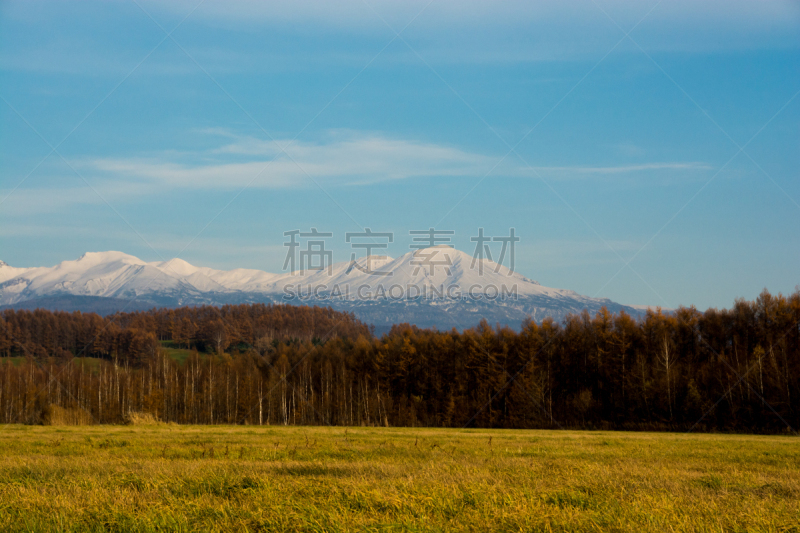 落叶松,秋天,雪,山,森林,派恩赫斯特,旭岳火山,日本落叶松,草地,草原